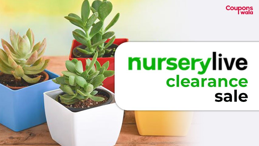 Nursery Live Clearance Sale