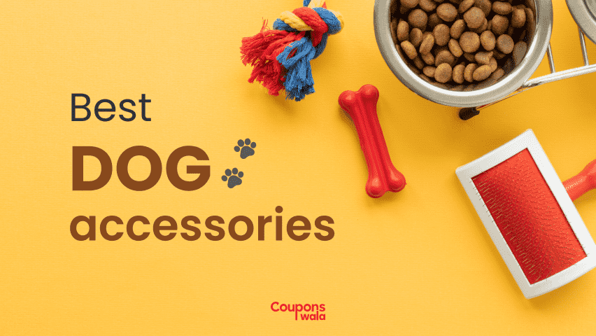Best Dog Accessories