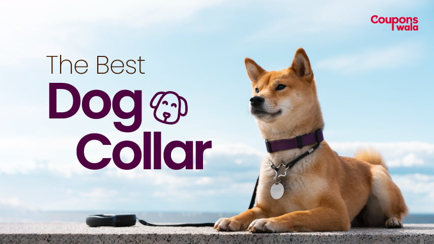 best dog collars